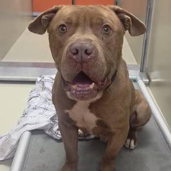 Pit Bull Terrier Dogs Available for Adoption - Rusty Shackleford | PetCurious