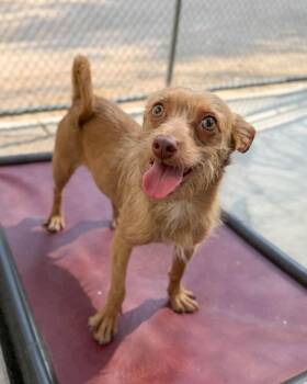 Squeak -  Chihuahua and Mixed Breed Dog for Adoption in Severance, Colorado - Squeak | PetCurious