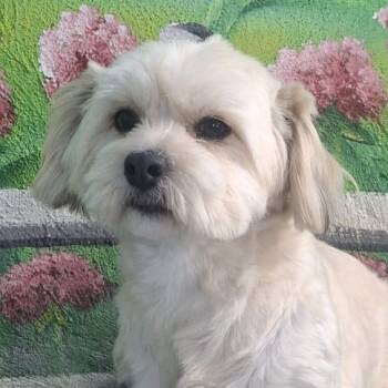 Mr. Fluffy Duke -  Lhasa Apso and Shih Tzu Dog for Adoption in Ridgefield, Washington - Mr. Fluffy Duke | PetCurious