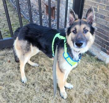 German Shepherd Dog Dogs Available for Adoption - FENRIS | PetCurious