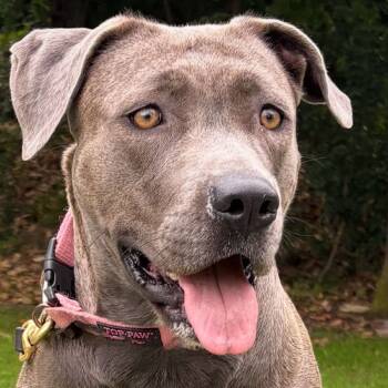 Rescue Mountain Cur Dogs for Adoption in Chino Hills, California - Electra - Costa Mesa Location | PetCurious