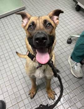 WILLOW -  Belgian Shepherd Malinois and Mixed Breed Dog for Adoption in Killeen, Texas - WILLOW | PetCurious