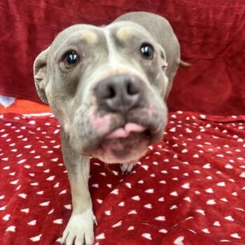 Mixed Breed Dogs Available for Adoption - Mel | PetCurious