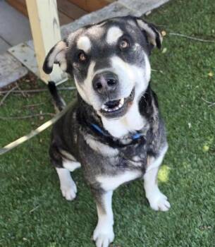 Grover -  Alaskan Malamute Dog for Adoption in Phoenix, Oregon - Grover | PetCurious