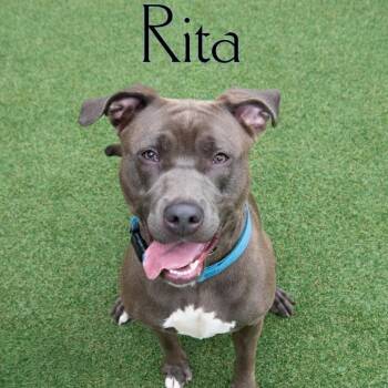 Rita -  Pit Bull Terrier and Mixed Breed Dog for Adoption in Parkersburg, West Virginia - Rita | PetCurious