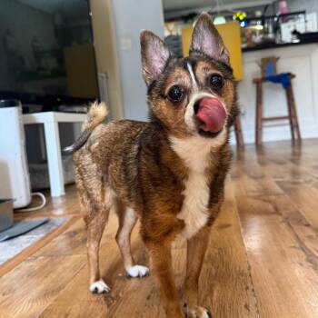 Chinchilla *Arriving 9/26* D12447 -  Chihuahua and Jack Russell Terrier Dog for Adoption - Chinchilla *Arriving 9/26* D12447 | PetCurious