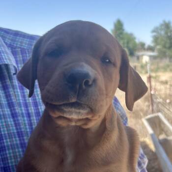 KitKat -  Labrador Retriever and Hound Dog for Adoption in Kim, Colorado - KitKat | PetCurious