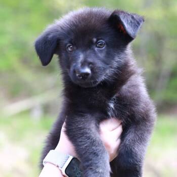 Shepherd and Mixed Breed Dogs Available for Adoption in Eastford, Connecticut - CT Zion Avail May 16 (Tractor Supply- Putnam, CT) | PetCurious
