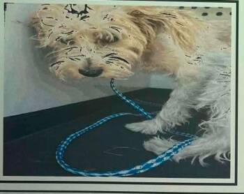 Azra -  Yorkshire Terrier and Mixed Breed Dog for Adoption in Calgary, Alberta - Azra | PetCurious