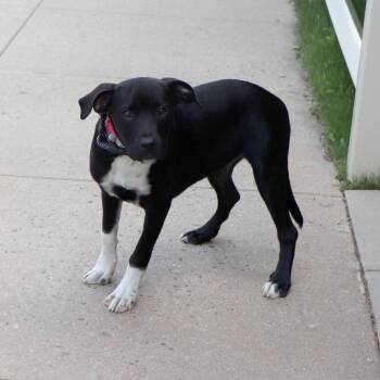 Kamari -  Mixed Breed Dog for Adoption in Port Washington, New York - Kamari | PetCurious