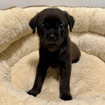 Gumbo -  Chihuahua and Shar Pei Dog for Adoption in Cedar Park, Texas - Gumbo | PetCurious