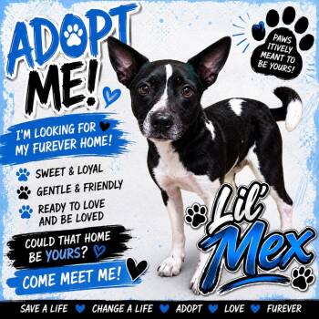 Lil Mex -  Mixed Breed Dog for Adoption in Shelbyville, Tennessee - Lil Mex | PetCurious