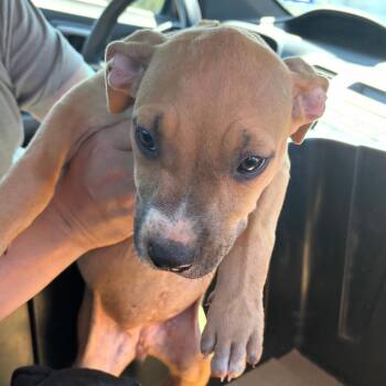 Zizi -  Terrier and Mixed Breed Dog for Adoption in Marshall, Texas - Zizi | PetCurious