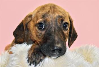 GINGER -  Labrador Retriever and Mixed Breed Dog for Adoption in Fort Lauderdale, Florida - GINGER | PetCurious