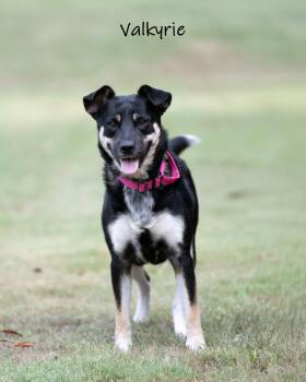 Valkyrie -  German Shepherd Dog Dog for Adoption in Watkinsville, Georgia - Valkyrie | PetCurious