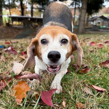 Rescue Beagle Dogs for Adoption in Latrobe, Pennsylvania - Tilly | PetCurious