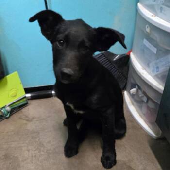 Rescue Labrador Retriever and Mixed Breed Dogs for Adoption in Graham, Texas - Dorcas | PetCurious