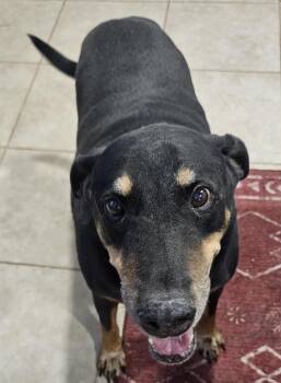 Max - Courtesy Post -  Doberman Pinscher Dog for Adoption in San Tan Valley, Arizona - Max - Courtesy Post | PetCurious
