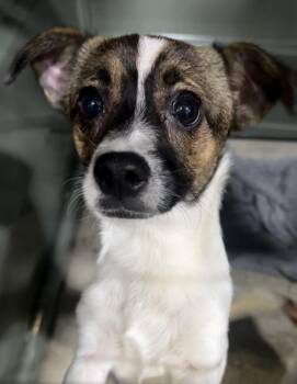 Chille -  Terrier and Chihuahua Dog for Adoption in New York, New York - Chille | PetCurious