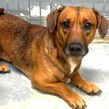 Dachshund and Mixed Breed Dogs Available for Adoption in Aldie, Virginia - Bass Clef | PetCurious