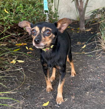 Rescue Chihuahua Dogs for Adoption in Palo Alto, California - Quinn | PetCurious