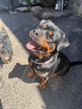 Rottweiler Dogs Available for Adoption in Groveland, Massachusetts - Mercy | PetCurious