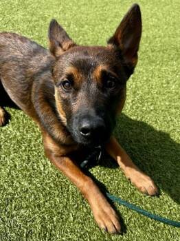 Mixed Breed Dogs Available for Adoption in Wichita, Kansas - Shadow | PetCurious