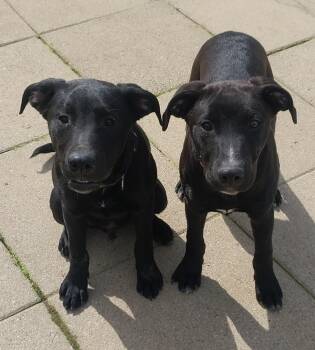 Black Labrador Retriever Dogs Available for Adoption - Jonah & Jobe | PetCurious