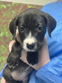 American Staffordshire Terrier and Mixed Breed Dogs Available for Adoption in San Antonio, Texas - Arugula | PetCurious