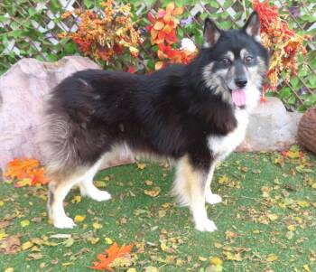 Rescue Australian Shepherd Dogs for Adoption in Oklahoma City, Oklahoma - BOOMER 465751 | PetCurious