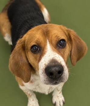 Hunter 1636-26 -  Beagle and Mixed Breed Dog for Adoption in Cumming, Georgia - Hunter 1636-26 | PetCurious