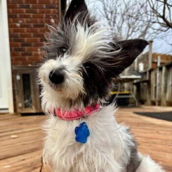 Terrier and Mixed Breed Dogs Available for Adoption in Broken Arrow, Oklahoma - Muffin (Muffie) | PetCurious