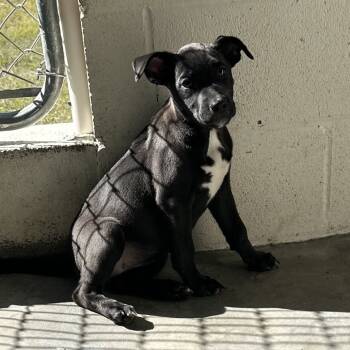 Rescue Mixed Breed Dogs for Adoption in Loxahatchee Groves, Florida - Autumn 3766 | PetCurious