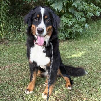 Rosie -  Bernese Mountain Dog Dog for Adoption in Peachtree City, Georgia - Rosie | PetCurious