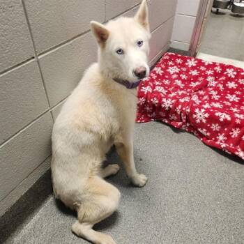 BRITT -  Husky and Mixed Breed Dog for Adoption - BRITT | PetCurious