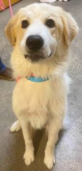 Marley -  Mixed Breed Dog for Adoption in Ocala, Florida - Marley | PetCurious