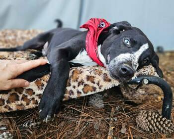 Rescue Mixed Breed Dogs for Adoption in Pass Christian, Mississippi - Jackson | PetCurious