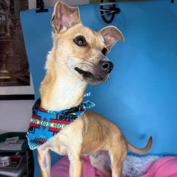 Italian Greyhound and Chihuahua Dogs Available for Adoption - Cooper | PetCurious
