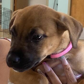 Labrador Retriever Dogs Available for Adoption - Diamond | PetCurious