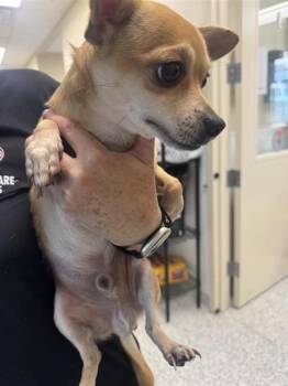 PEANUT -  Chihuahua Dog for Adoption in San Antonio, Texas - PEANUT | PetCurious