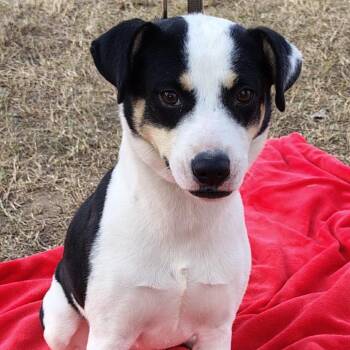 Kayla -  Mixed Breed Dog for Adoption in West Islip, New York - Kayla | PetCurious