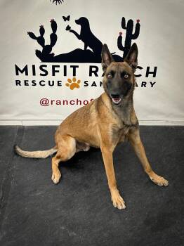 Rescue Belgian Shepherd Malinois and German Shepherd Dog Dogs for Adoption in North Las Vegas, Nevada - Themba | PetCurious