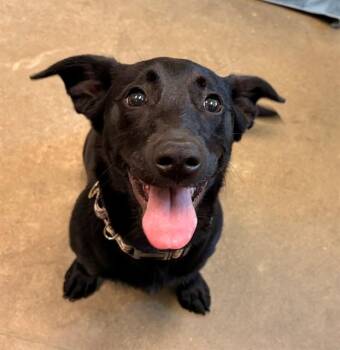 Terrier and Mixed Breed Dogs Available for Adoption - PANCAKE | PetCurious