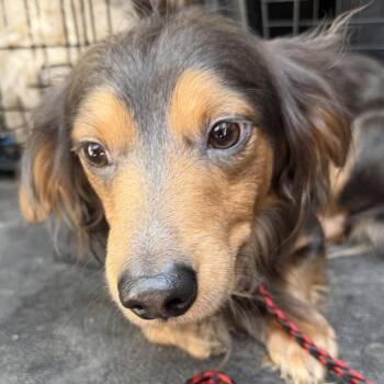 Charcoal -  Dachshund Dog for Adoption in Midland, Texas - Charcoal | PetCurious