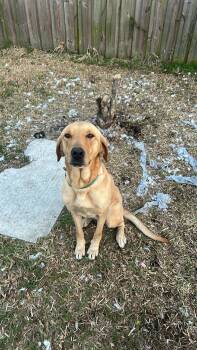Labrador Retriever Dogs Available for Adoption - Marley | PetCurious