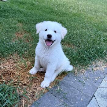 Reis -  Mixed Breed Dog for Adoption in Fredericksburg, Virginia - Reis | PetCurious