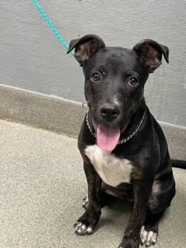 LEPRECHAUN -  Pit Bull Terrier Dog for Adoption in Las Vegas, Nevada - LEPRECHAUN | PetCurious