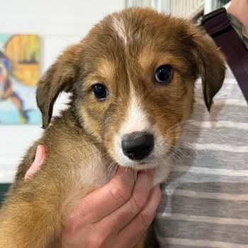Mixed Breed Dogs Available for Adoption in Parker, Colorado - 452 (2026) Glaze | PetCurious