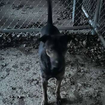 Rescue Mixed Breed Dogs for Adoption in Gadsden, Alabama - ELM 68 | PetCurious