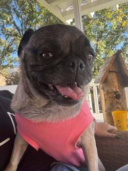 Ada -  Pug Dog for Adoption in Eagle, Idaho - Ada | PetCurious